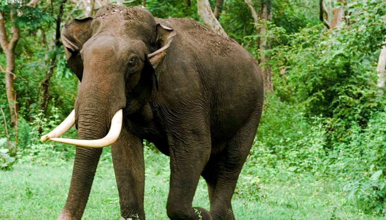 pablakhali wildlife sanctuary